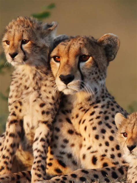 indian cheetah: From extinction to re-introduction: Brief history of ...