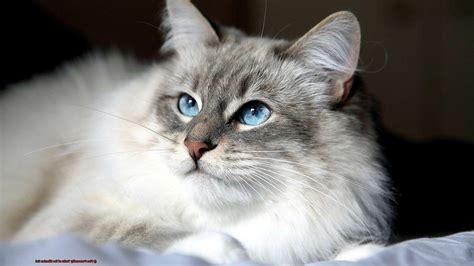 Five Personality Traits of the Siberian Cat? - 21Cats.org