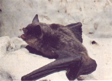 Gray bat - Alchetron, The Free Social Encyclopedia