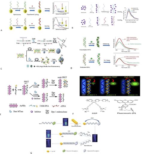 (A) Schematic representation of the bio-assay for DNA methylation ...