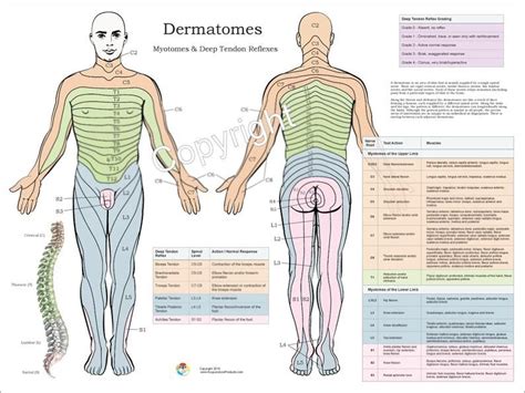 Dermatomes, Myotomes and DTR Nervous System Poster 18 X 24 Chiropractic ...