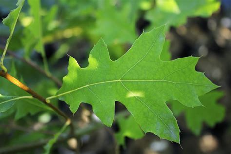 Black oak leaf — Ontario Native Plant Nursery | Container Grown | (705 ...