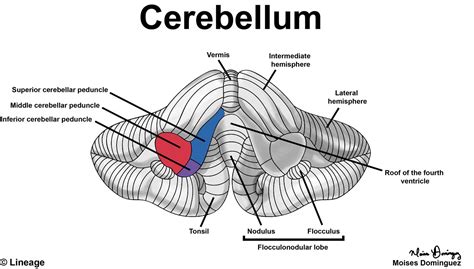 Cerebellum - Neurology - Medbullets Step 1