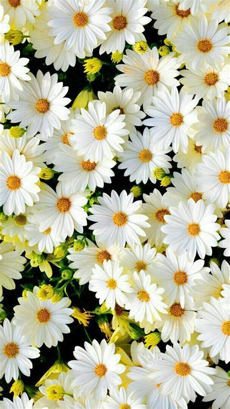 Just want to live the daisy life in 2020 | Flower phone wallpaper ...