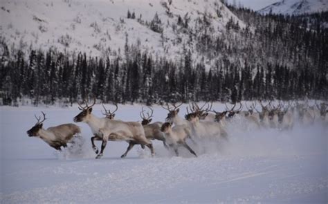 Canada: This caribou herd’s population has dropped 99 % since 2001 ...