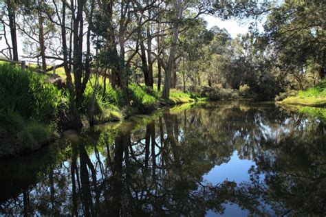 Preston River Loop and Indigenous Walk Trail and Waugyl Sculpture in ...