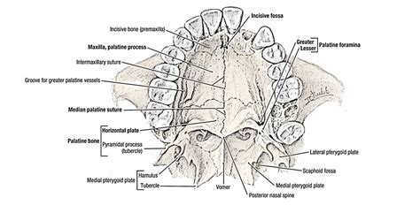 Easy Notes On 【Palatine Bone】Learn in Just 4 Minutes!