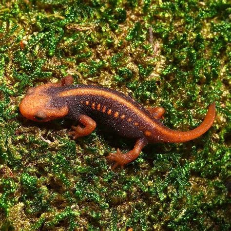 European Smooth Newts for Sale - Underground Reptiles