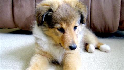 Sheltie Puppies for Sale Near You | Sheltie Planet