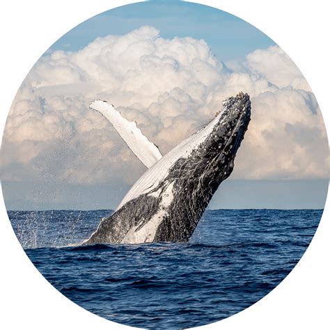 Humpback Whale Migration Guide - Ocean Life Education