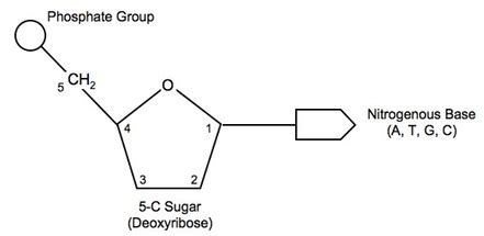 Introduction to the DNA