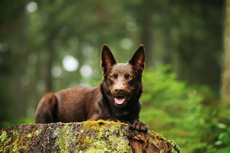 5 Australian Kelpie Breeders The Australians Would Be Proud Of