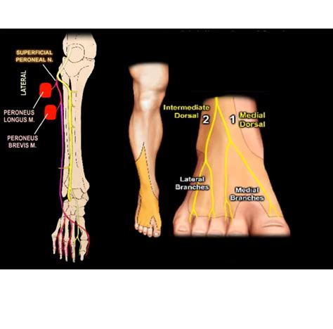 Sciatic Nerve Anatomy Diagram