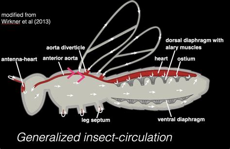 Insect Circulatory System Animation