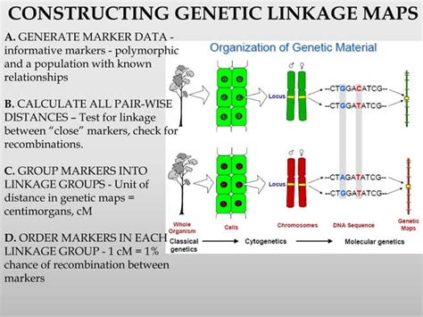 Gene mapping | PPT