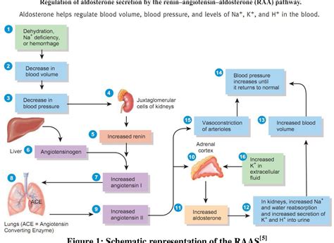 Figure 1 from A CRITICAL REVIEW ON ALDOSTERONE ANTAGONIST EPLERENONE ...