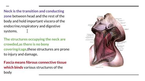 Cervical fascia of neck DETAILED - superficial fascia,layers of deep ...