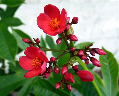 My Florida Backyard: Flowers are Red