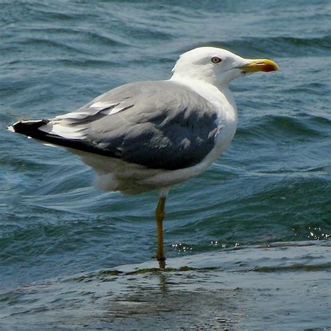 Yellow-legged Gull