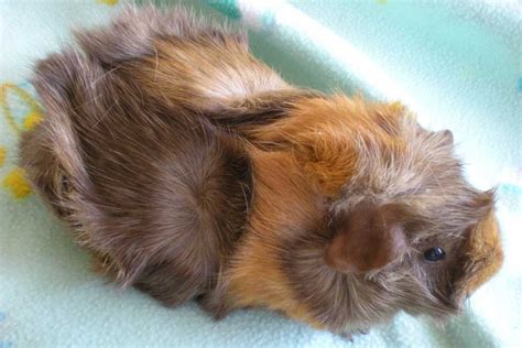 Diary of a Mad Pet Enthusiast: Species of the Day: Guinea Pig (Cavy)