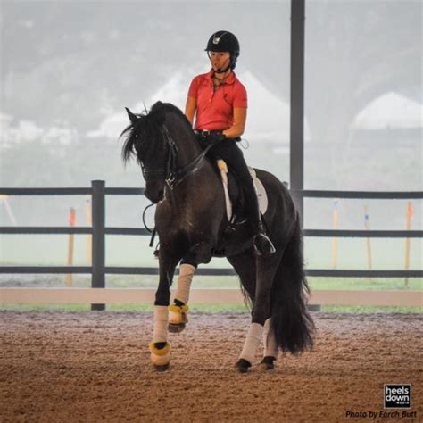 Dressage Explained: Understanding The Levels - Heels Down Mag