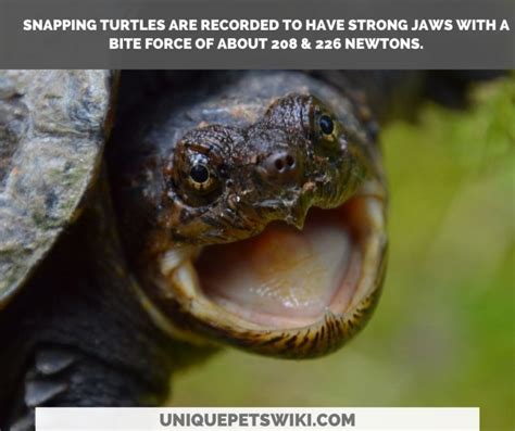 Snapping Turtle Bite Force & 10 Snapping Turtle Biting Facts