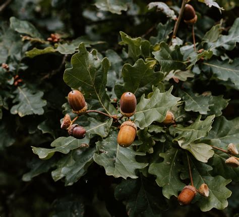 10 Interesting Facts About The Oak Tree - THE ENVIRONMENTOR