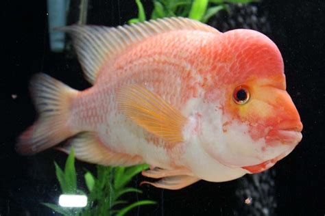 Red Devil Cichlid Care Guide - Your Aquarium Place