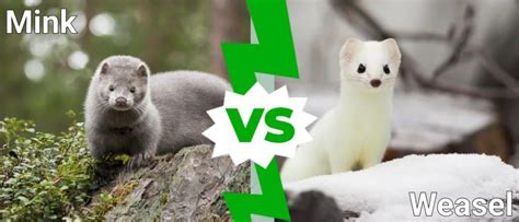 Mink vs Weasel: 5 Key Differences - IMP WORLD