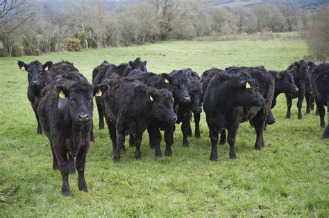 6 steps to successful organic beef production - Agriland.ie