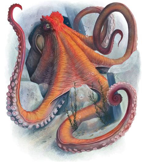 Giant Octopus by Dean Spencer. | Octopus, Creature picture