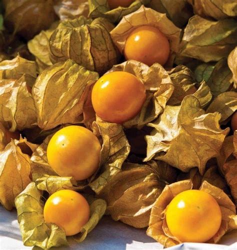 Cape Gooseberry Ground Cherry Seeds | Etsy in 2021 | Cherry seeds, Cape ...