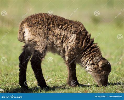 Soay Sheep stock photo. Image of pasture, nature, kilda - 24630232