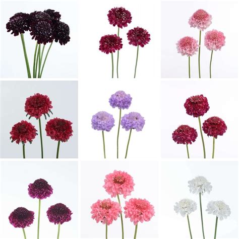 Scabiosa Scoop Are the Petit Fours of the Floral World