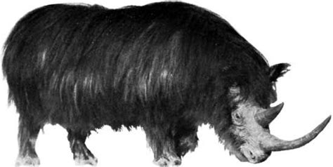 Woolly rhinoceros | Habitat, Extinction, & Facts | Britannica