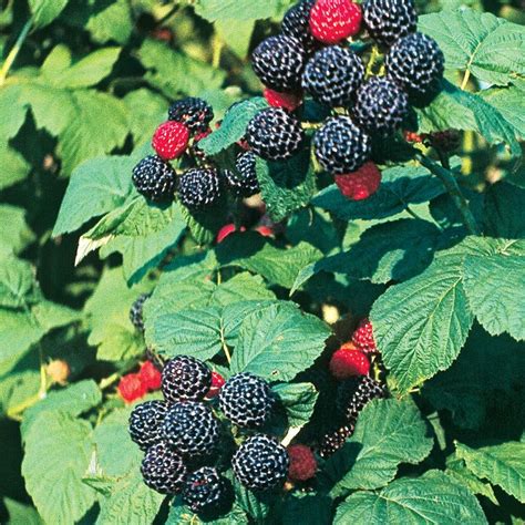 Bristol Black Raspberry - Raspberry Plants - Stark Bro's