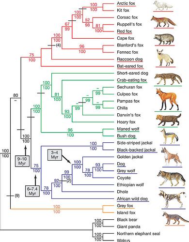 Canidae Family Tree - Evidence for the Evolutionary Model