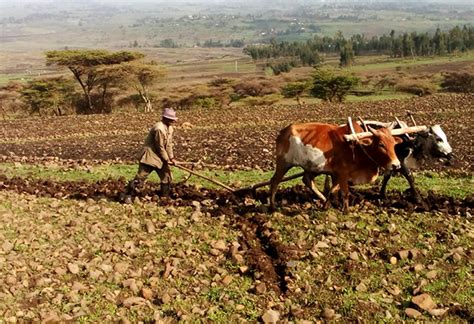 Tractors and Agricultural Machinery in Ethiopia