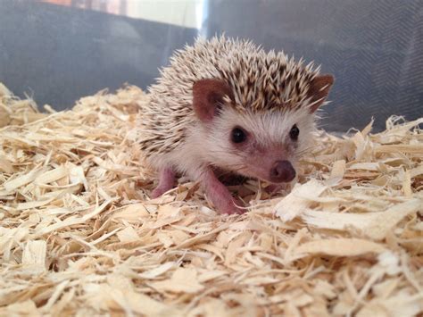 My baby African Pygmy Hedgehog, Link. : aww