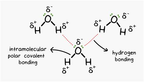 H2o Drawing Chemical Bond - Intermolecular Hydrogen Bonding In Water ...