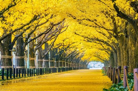 Free Photo | Row of yellow ginkgo tree in autumn. autumn park in tokyo ...