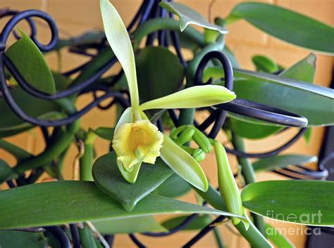 Vanilla bean Orchid bloom Photograph by Davids Digits - Fine Art America