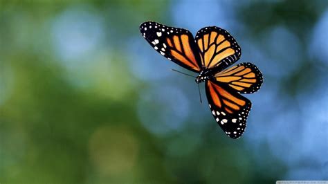 Free Butterfly Wallpaper and Screensavers - WallpaperSafari