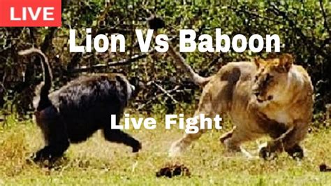 Lion Vs Baboon The Fight - YouTube