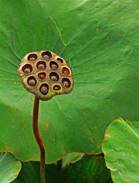 Seeds of water lily stock image. Image of lotus, plant - 10661439