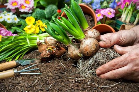 Planting spring-flowering bulbs in August