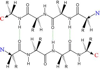 CHEM 440 - β strands and β sheets