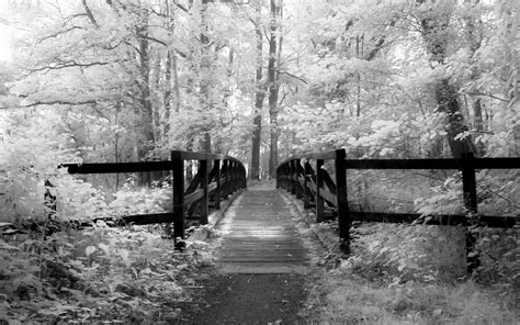 Black and White Forest Wallpaper - WallpaperSafari