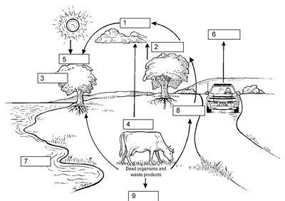 Carbon Dioxide Oxygen Cycle Worksheet Termolak, The Carbon Cycle | Free ...