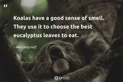 15 Koala Quotes About The Sleepy Marsupials